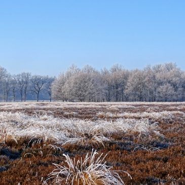 Noordsche Veld (Drenthe)